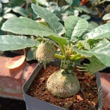 1/3/10PCS Rare  Dorstenia