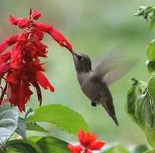 Scarlet Sage Salvia Red