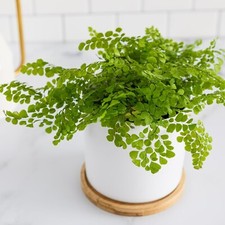 Adiantum raddianum Fragrans in