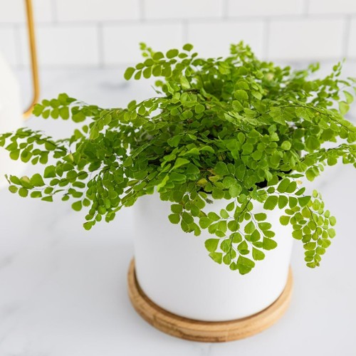 Adiantum raddianum fragrans - adiantum,