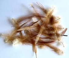 Northern Game Cock Hackles for