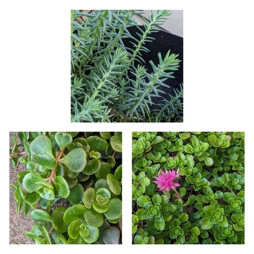 Sedum rooted unrooted - sedum, rooted/unrooted