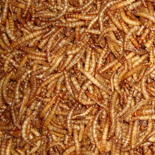 Dried mealworms premium wild - mealworms,