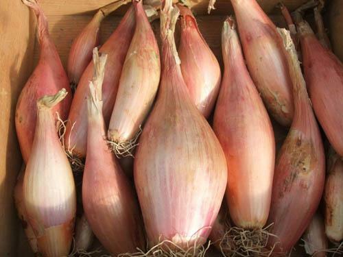 Shallot onion zebrune pack - onion, 'zebrune'