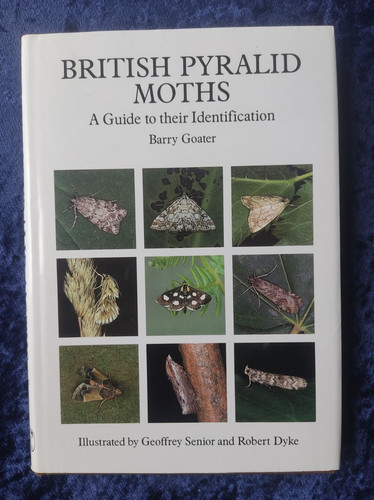 British pyralid moths - pyralid, by
