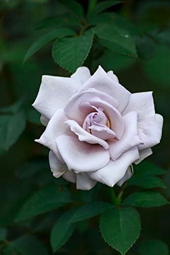 Twice blue moon rose 4l - moon,