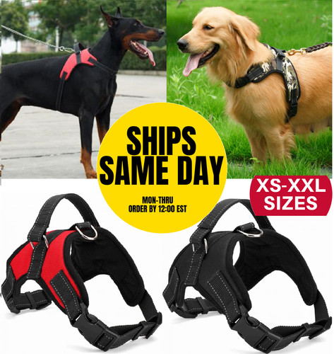 Pull dog pet - dog,