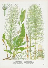 Vintage fern print, plant
