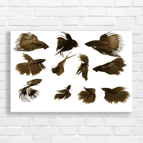 Siamese fighting fish collage - fish,