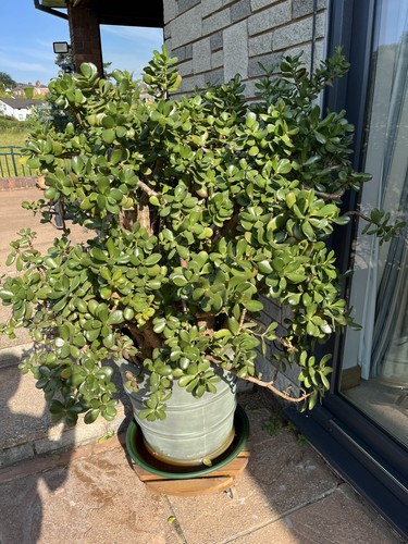 Large jade money plant
