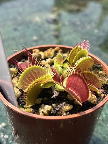 Venus flytrap dionaea - flytrap,