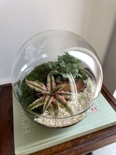 Ready-Made Glass Bowl Terrarium H: 19.5cm D: 18.5cm | Low-Maintenance