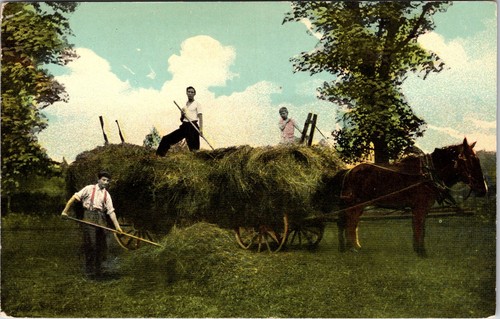 Hay scene postcard horse - scene,