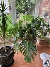 7 Year Old Monstera Plant
