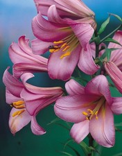 Lilium ‘Pink Perfection’