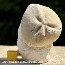Micraster leskei Fossil