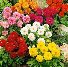 DAHLIA VARIABILIS OPERA DWARF DOUBLE MIXED - 60 SEEDS - FLOWER - COMPACT PLANT