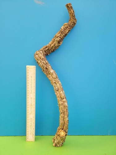 Cork bark branch 56cm - bark,