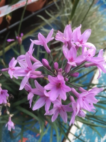 Tulbaghia violacea dark - tulbaghia, ‘dark