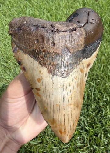 Xl megalodon shark - 5.54”,