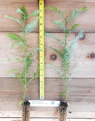 Coast redwood trees - redwood, trees,