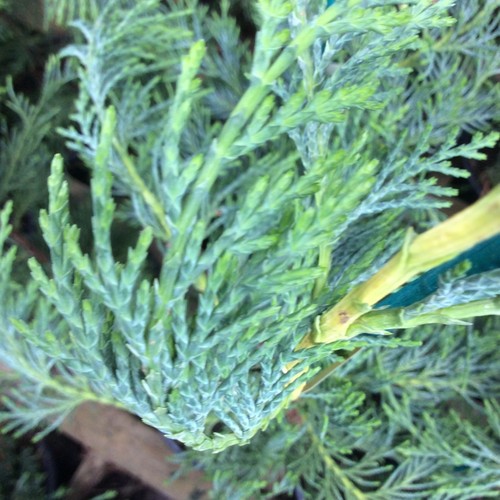 Green leylandii conifer - 10, x