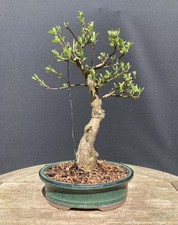 Common Dogwood Cornus Bonsai