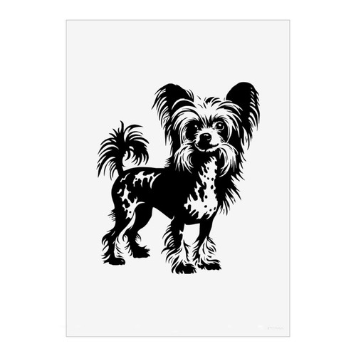 Chinese crested dog - 'chinese,