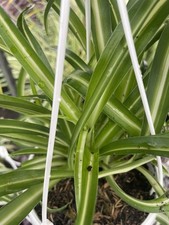 Spider Chlorophytum Indoor House Patio Hanging Rare Plants,Large in 2.5 L  Pot