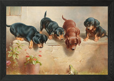 Curious dachshund puppies