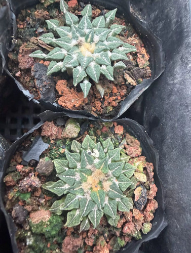 1pcs 3cm ariocarpus - 1pcs,