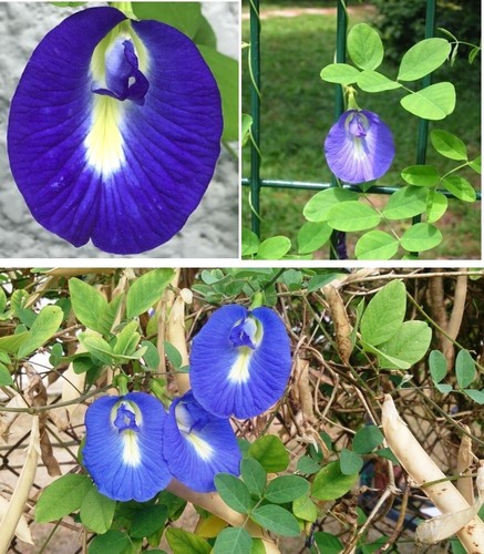 Butterfly pea clitoria - butterfly,