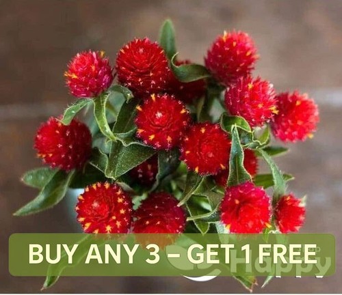 Globe amaranth strawberry - amaranth,