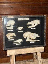 Antique Museum Display Case Of