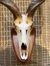 Real Taxidermy Kudu Skull And