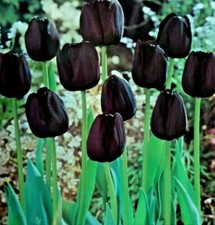 1 10 20 50 100 Queen Of The