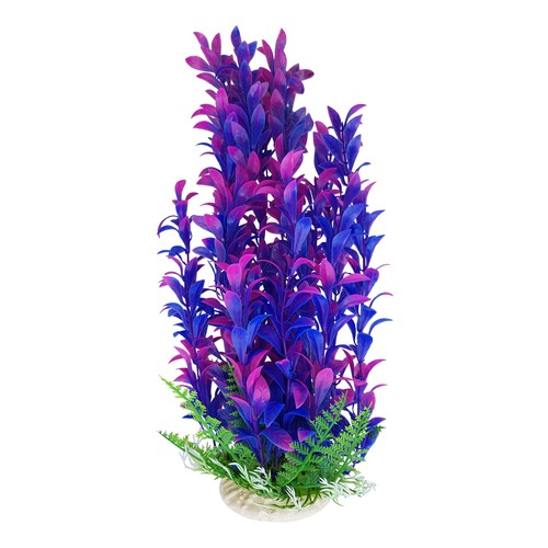 Purple aquarium plant with - purple,