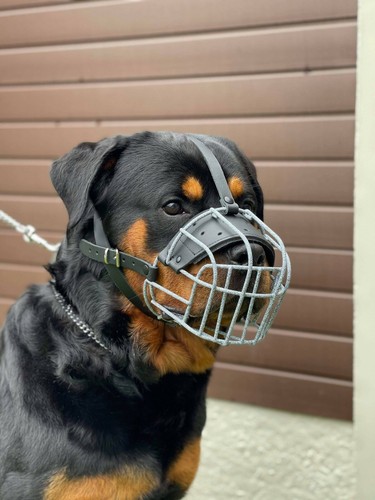Metal wire basket - basket, muzzle