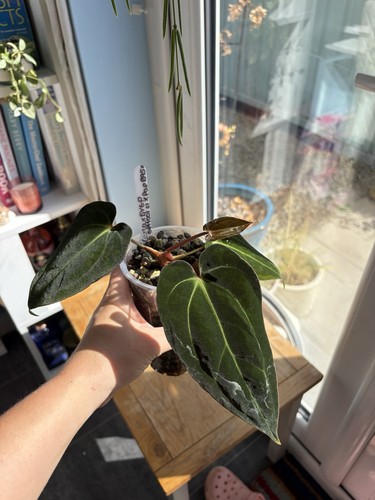 Anthurium dressleri carla x - anthurium,