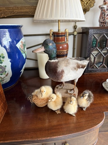 Taxidermy male duck and - taxidermy,