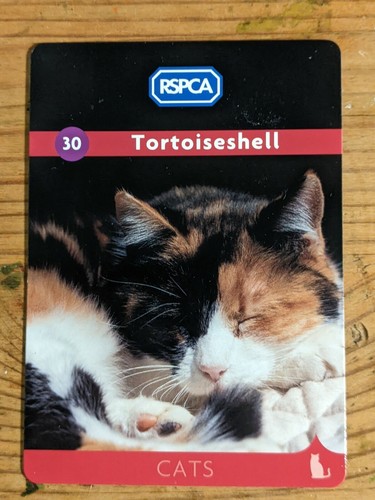 Rspca cats card - rspca,