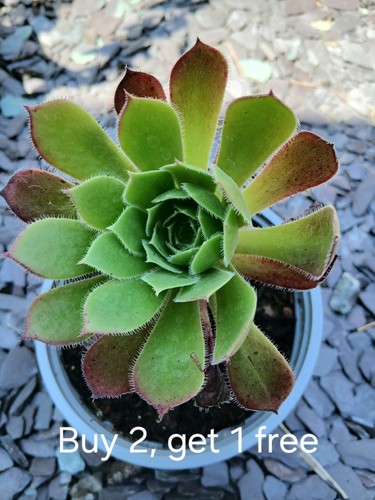 Aeonium firecracker succulent - aeonium,