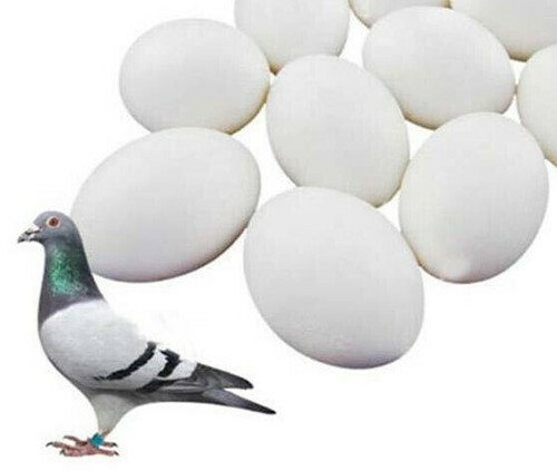 White solid plastic - plastic, pigeon