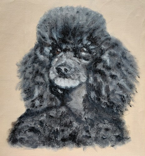 Vintage black poodle - black, dog
