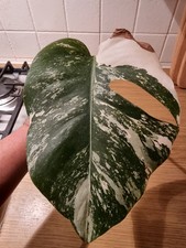 Monstera Deliciosa Albo
