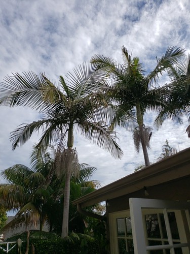 King palm tree seedlings - tree,