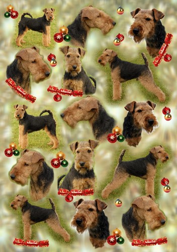 Welsh terrier dog - welsh, christmas