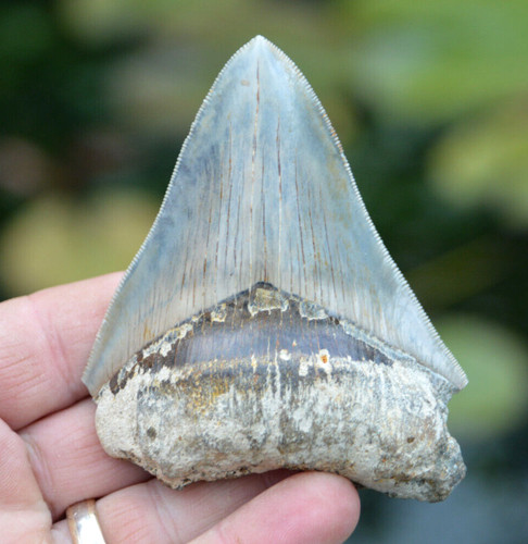 Mega megalodon shark tooth - mega,