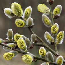 Goat Willow (Salix caprea)