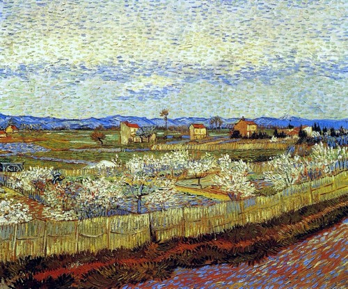 Peach trees blossom by - peach,